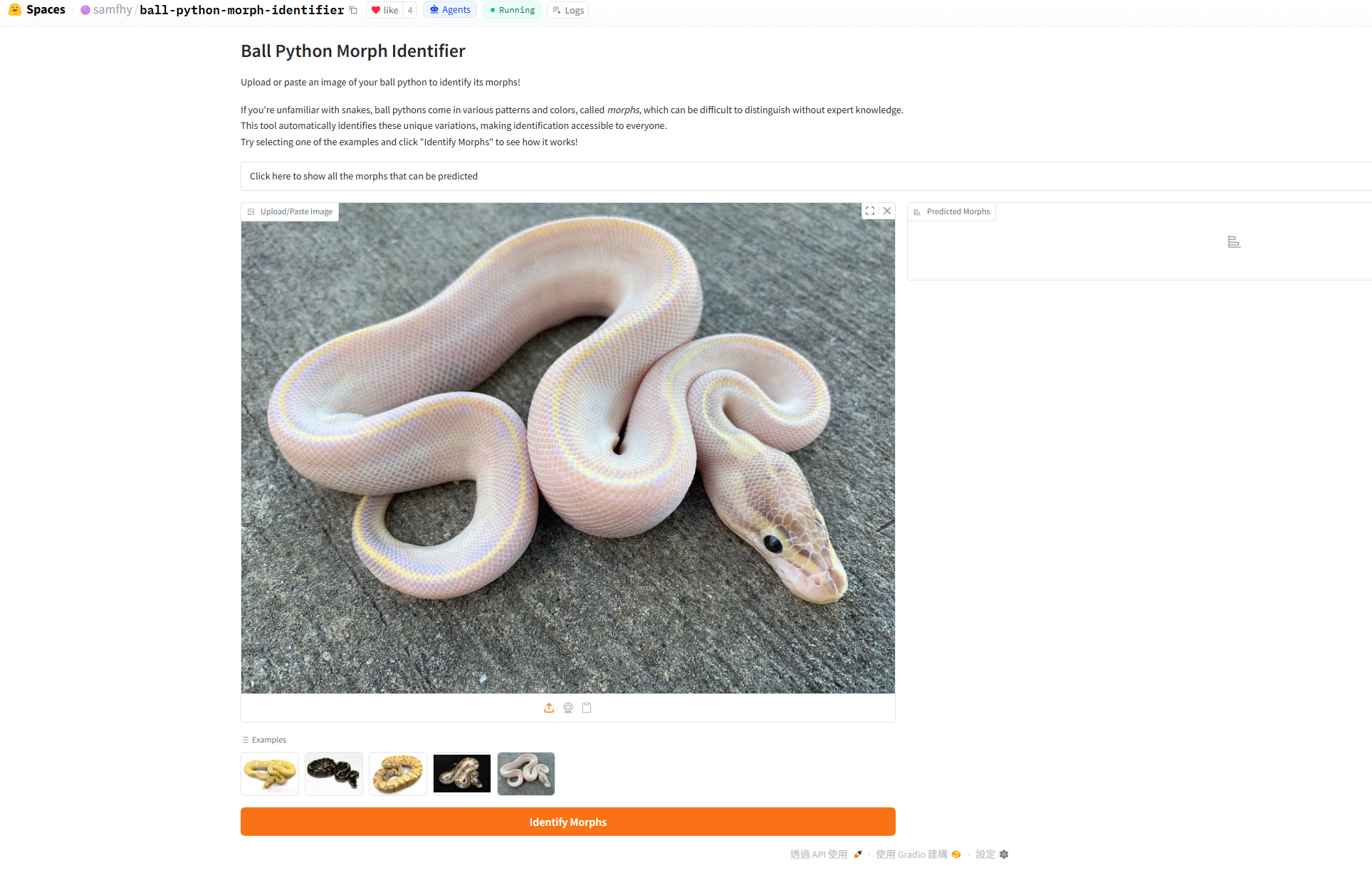Ball python morph identifier